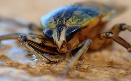 Désinfestation de blattes et cafards : une intervention professionnelle efficace